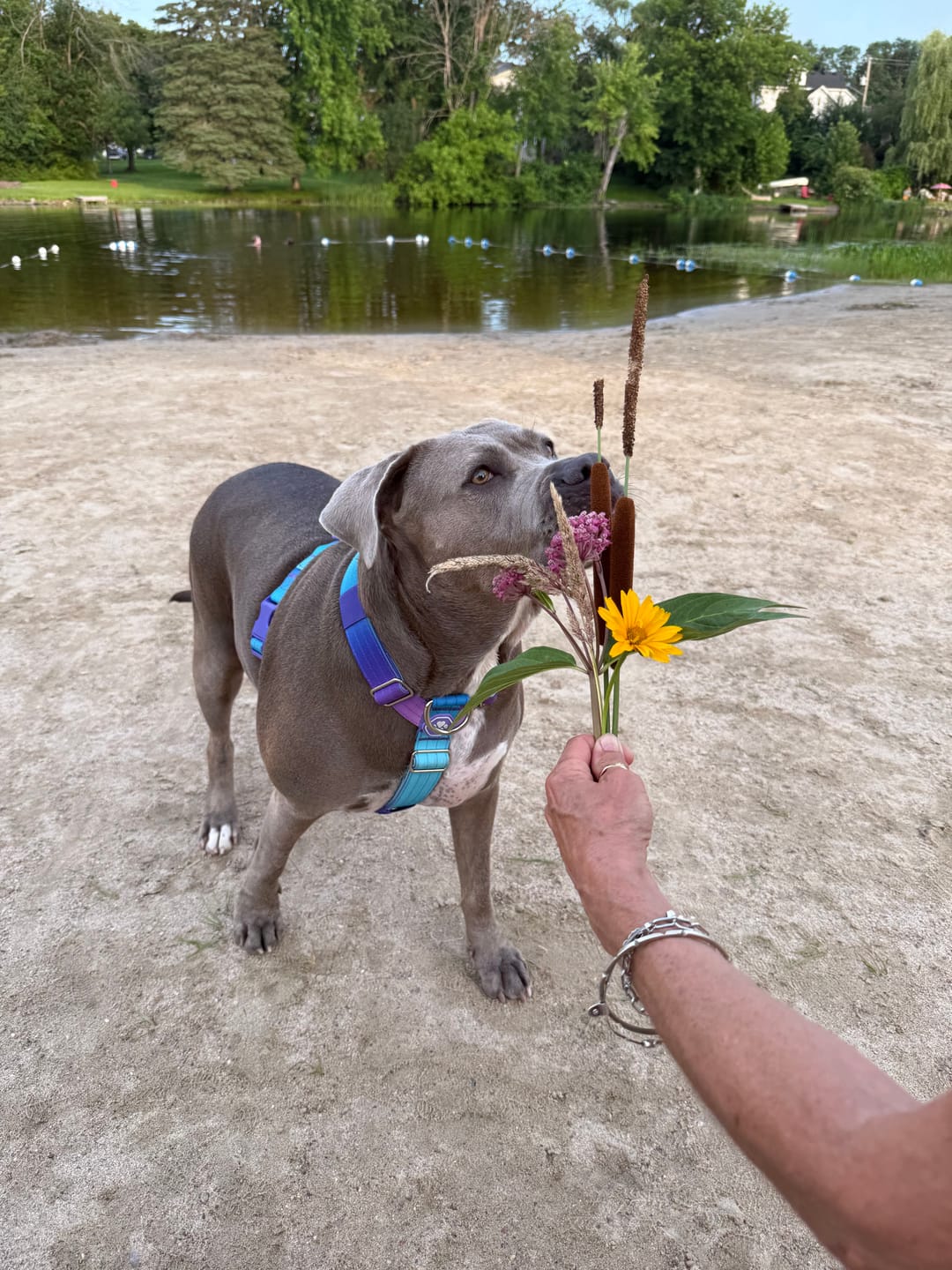Customer photo review of Leash and Poop Bag Holder Set
