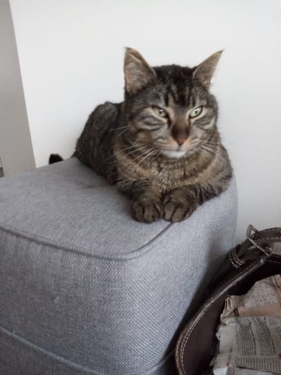 Customer photo review of Croquettes Poisson & Pois - Chat Adulte