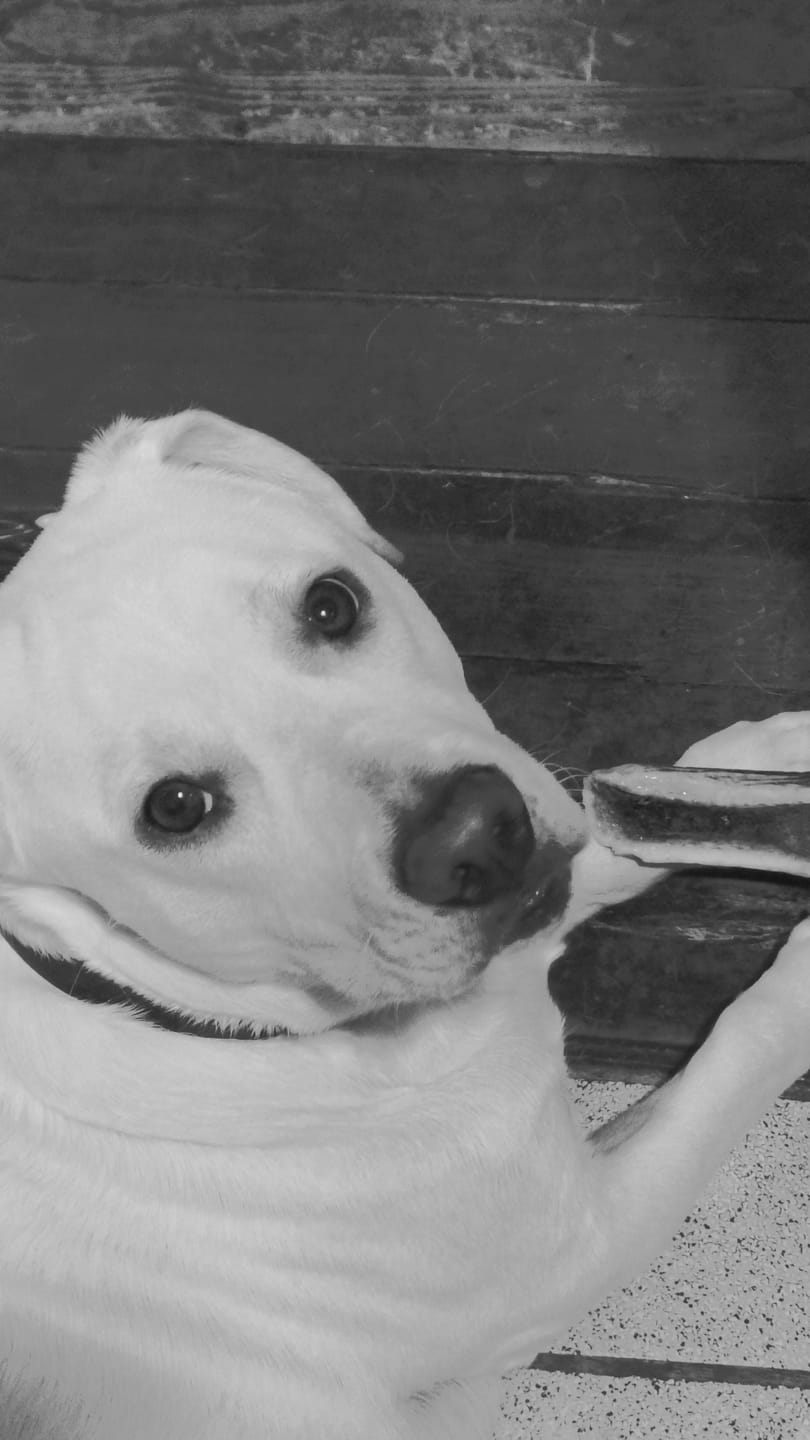 Customer photo review of Asta de ciervo para perros - Principiante