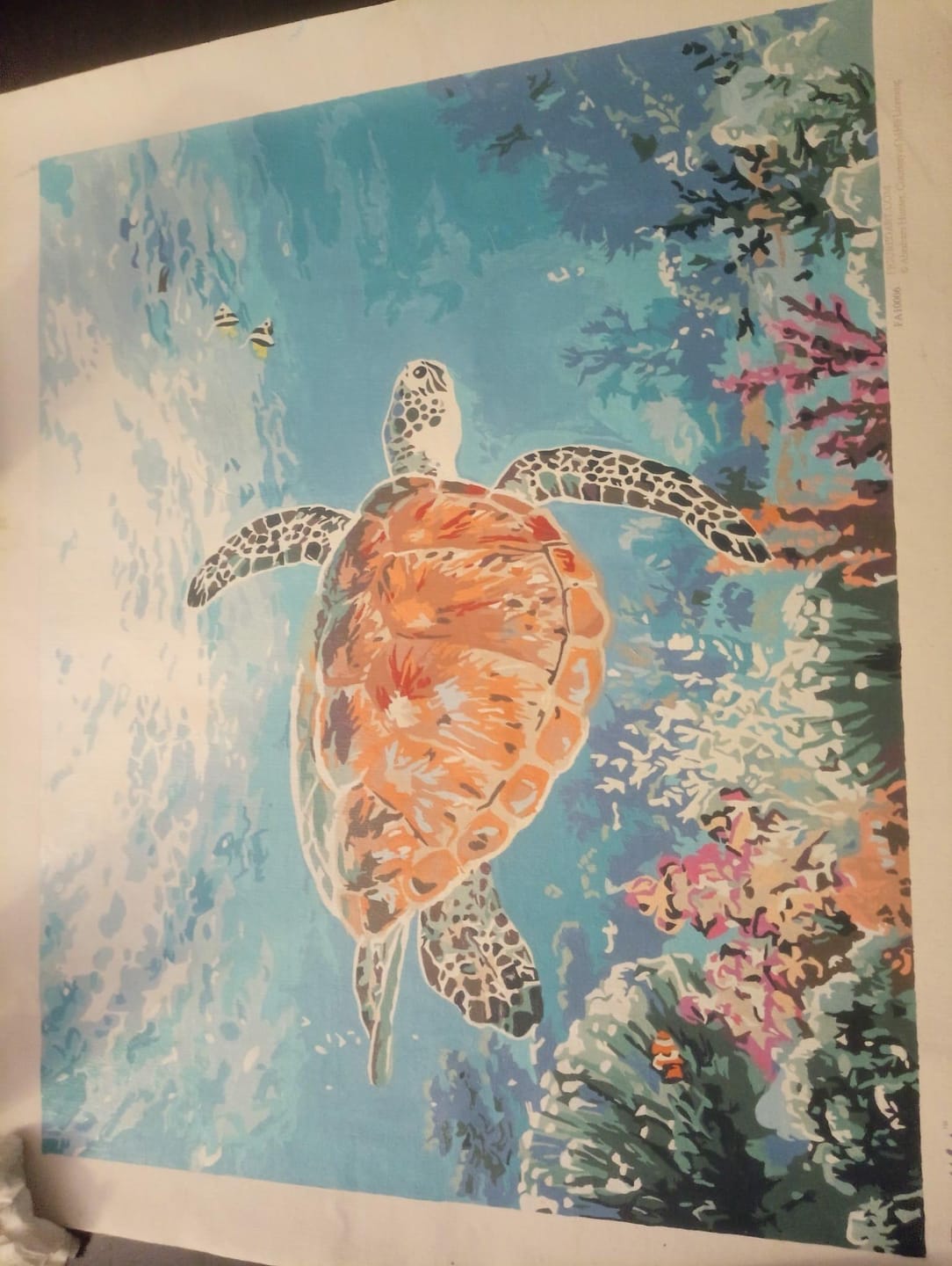 Customer photo review of Tortue en ballade
