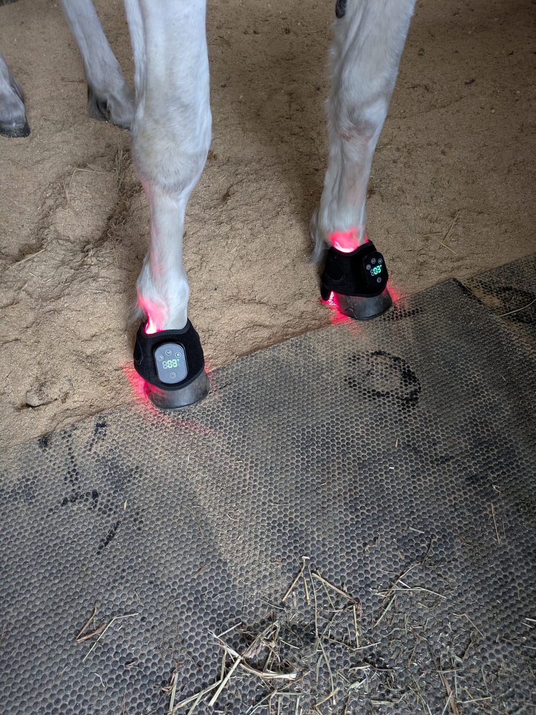 Customer photo review of HorseHalo™ HaloLegs Mini