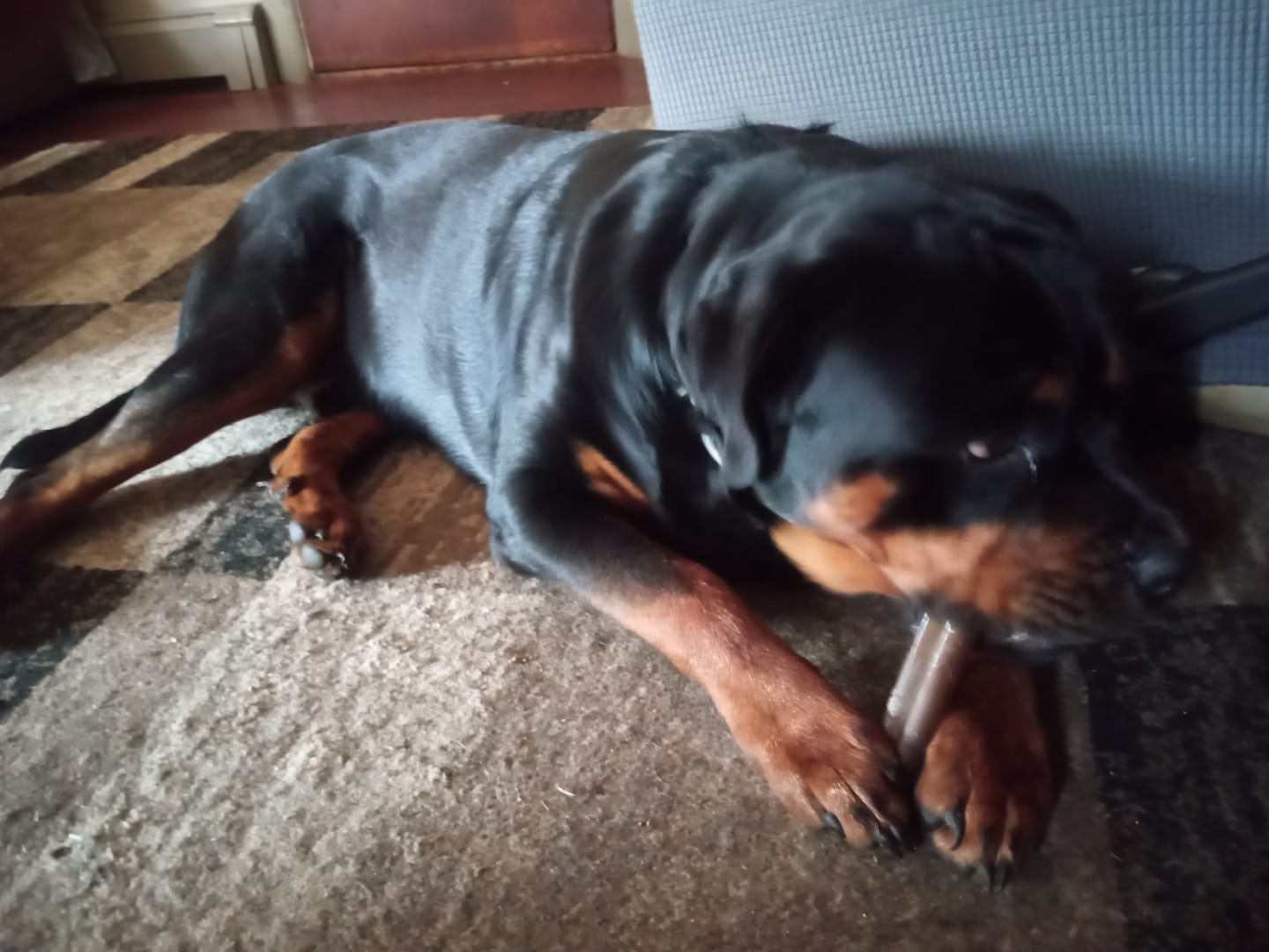 Customer photo review of Smoked Bully Sticks