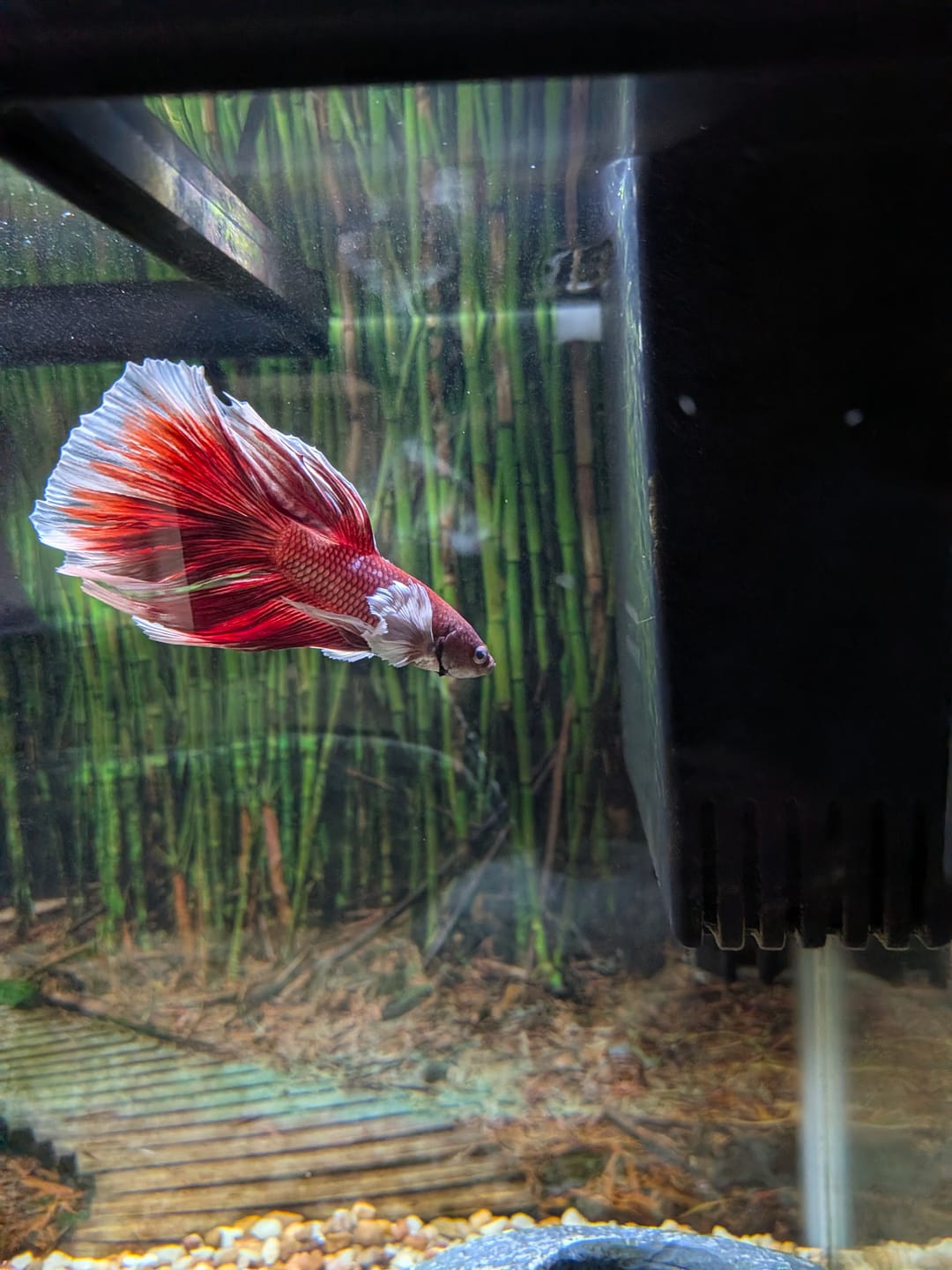 Customer photo review of Dumbo Lavender Halfmoon Male Betta Fish