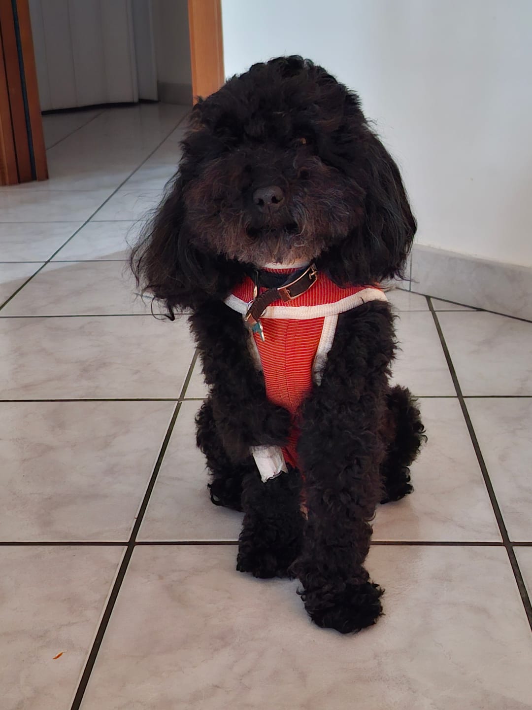 Customer photo review of Body Castrazione cane maschio