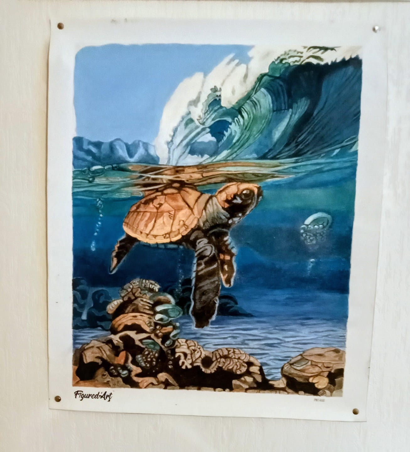 Customer photo review of Tortue marine