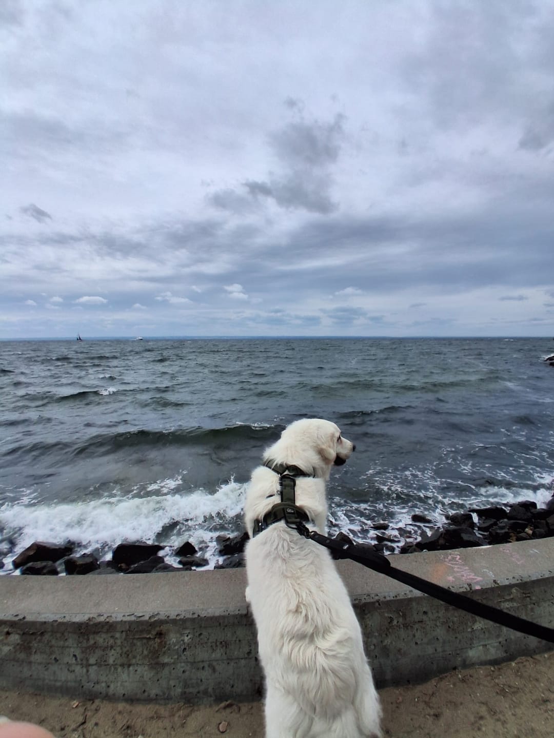 Customer photo review of Smycz z dodatkową rączką - Guard Leash Black Edition Czarna