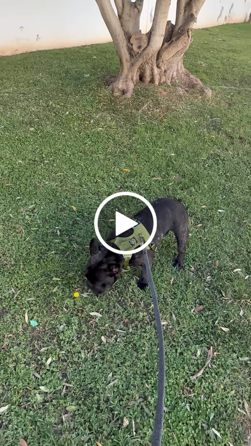 Customer video review of Air Harness | Anti-Pull & With Handle - Olive Green