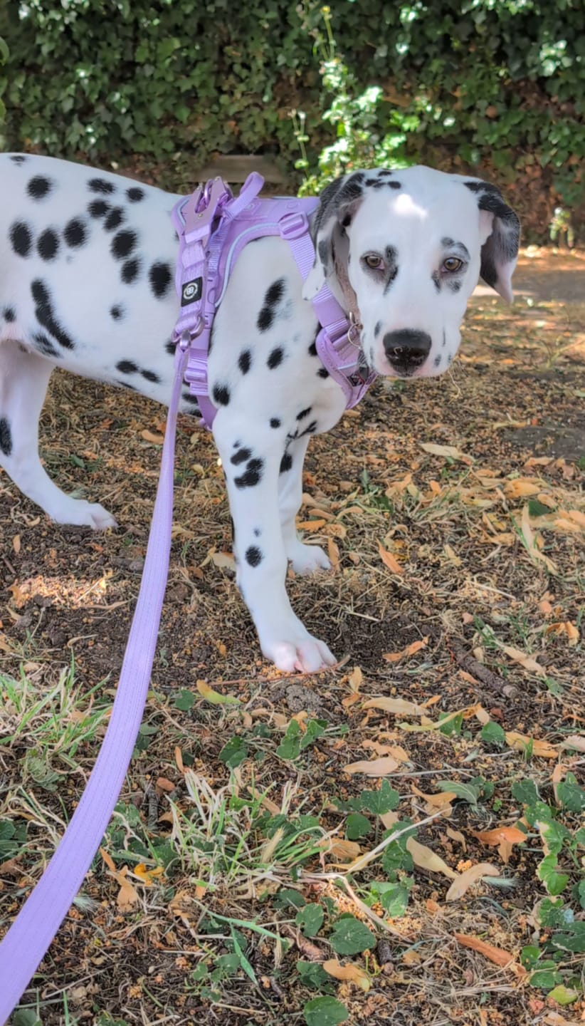 Customer photo review of Anti Pull Hurricane Harness Lighter | With Handle - Lavender X Ube