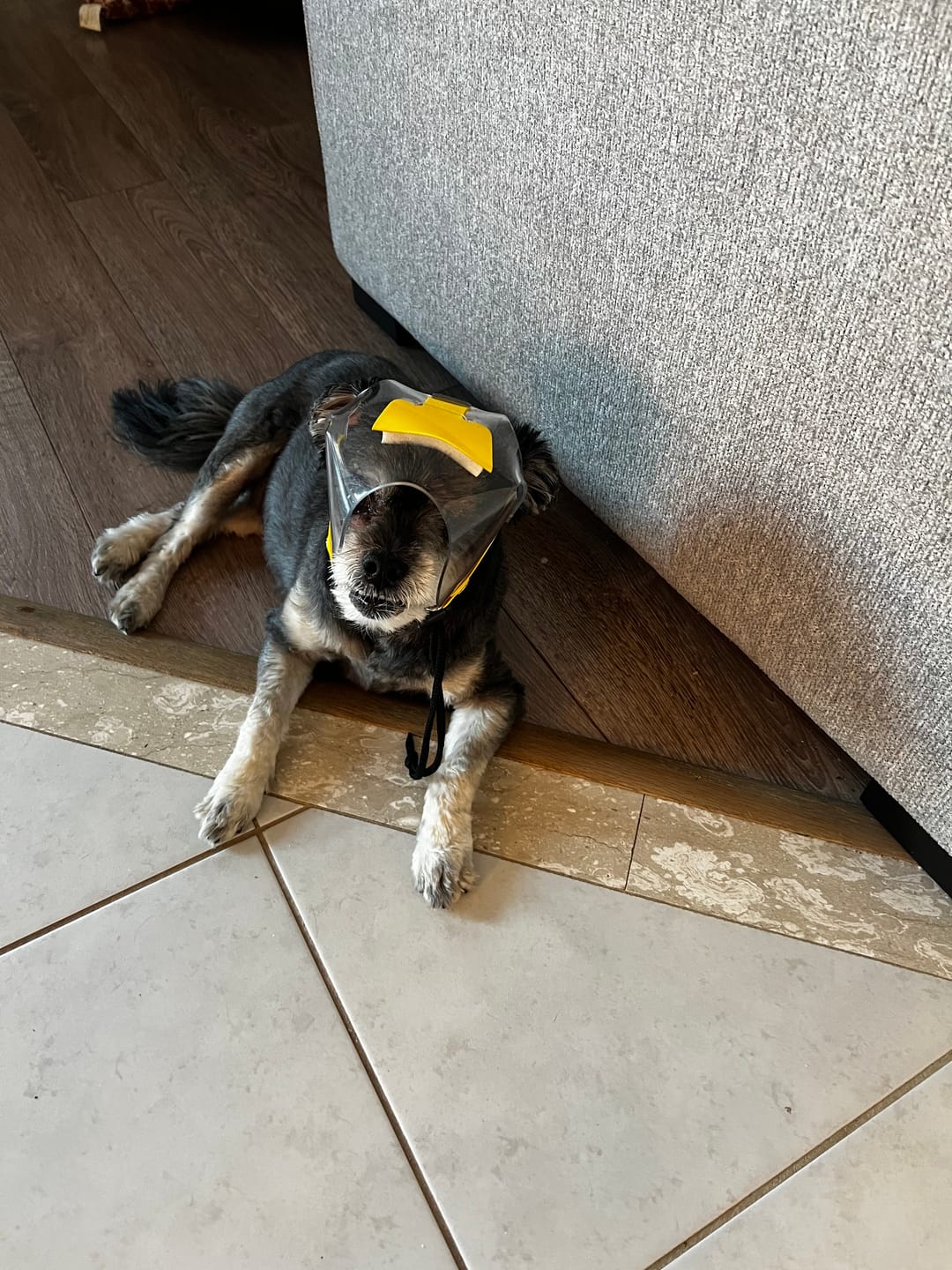 Customer photo review of OptiVizor - Short Snout Version - Clear UV Tint
