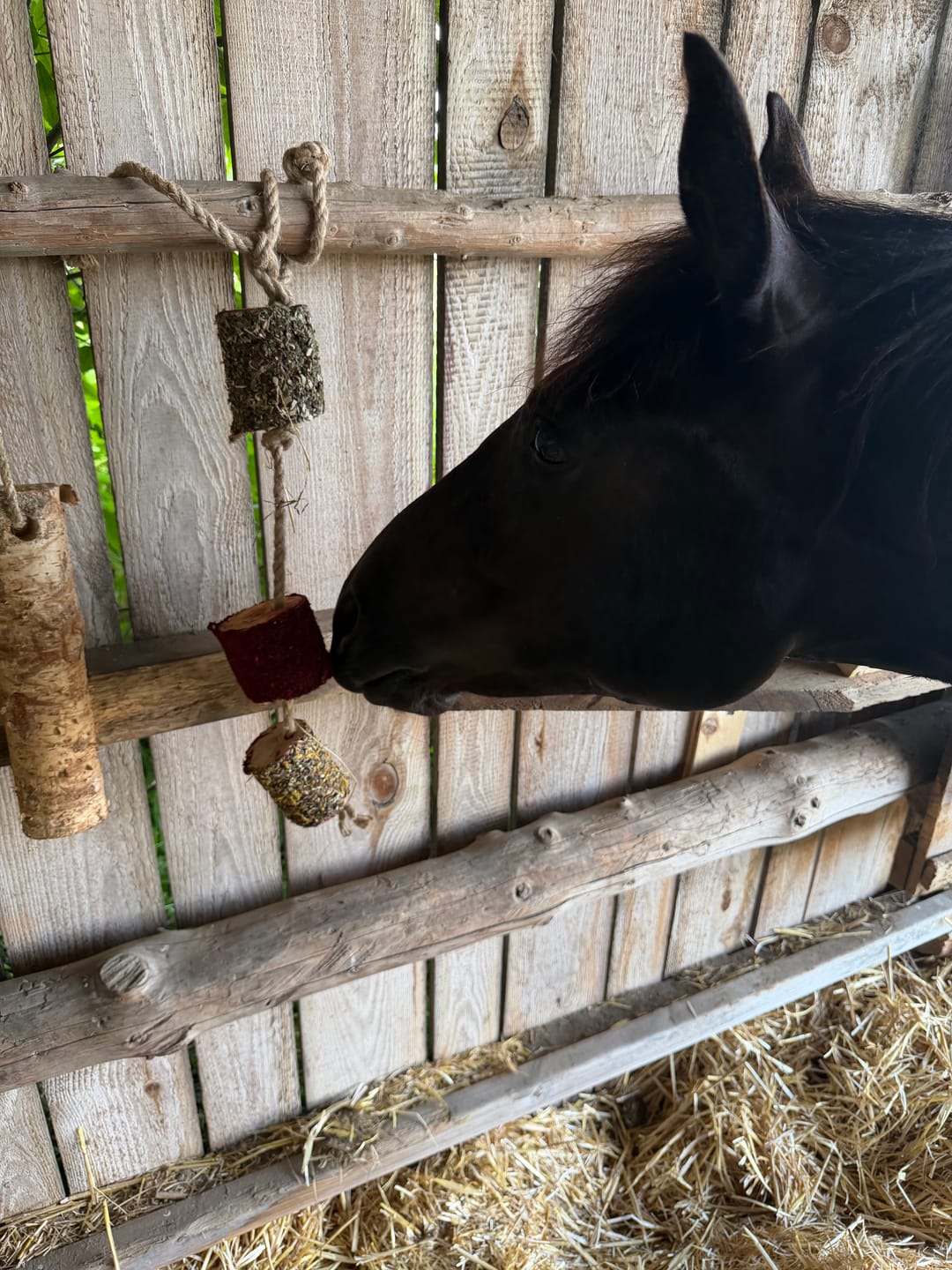 Customer photo review of Pferde-Sommerpaket M – Leckere Beschäftigung