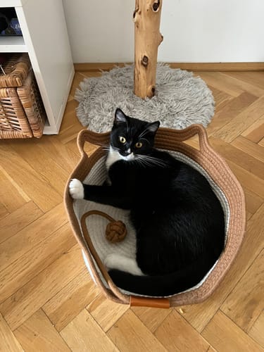 Customer photo review of Instinct Basket | Meet the first research-backed natural territory for indoor cats