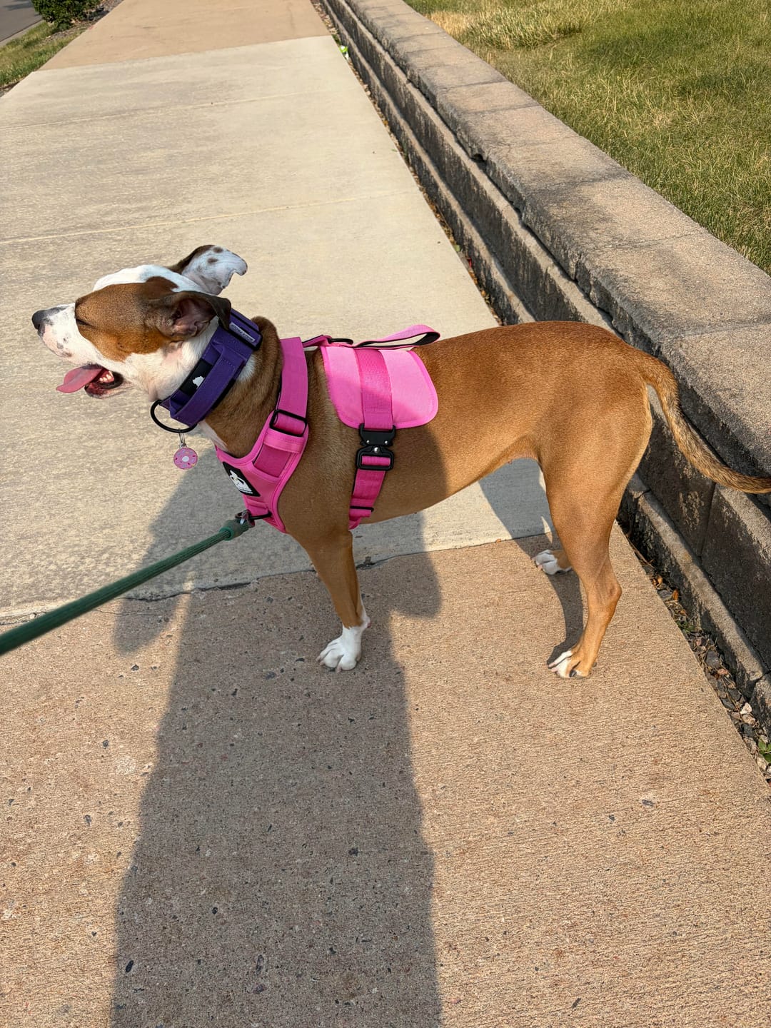 Customer photo review of No Pull Bully Proof Harness