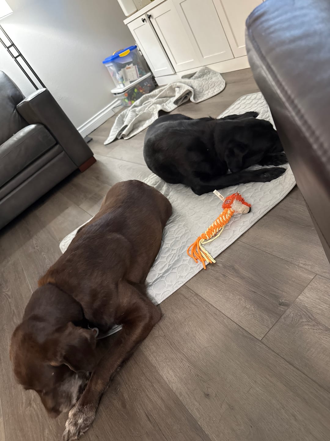 Customer photo review of IcyNap | Ice-Silk Continuous Cooling Dog Cooling Mat