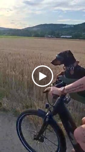 Customer video review of Kvisp Dog Bike Carrier
