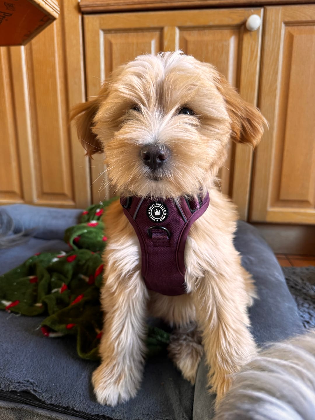 Customer photo review of Adjustable Collar - Mulberry Tweed