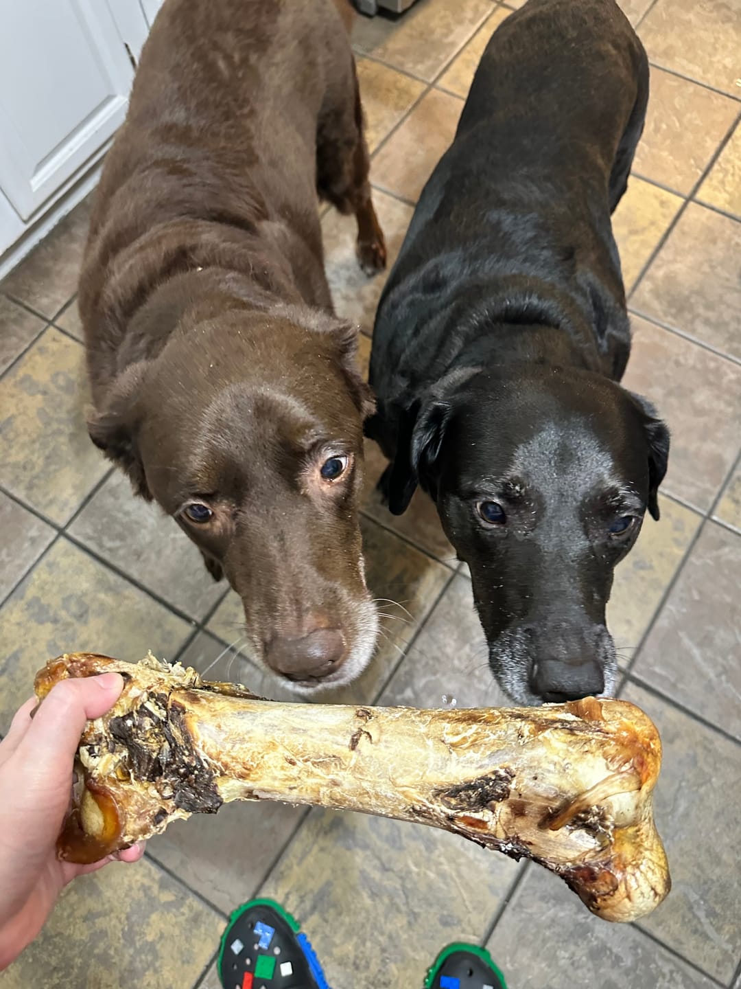 Customer photo review of Ostrich Hip Bone (12" x 5"x 3”): The Durable, Flavor-Packed Chew for Medium & Large Dogs