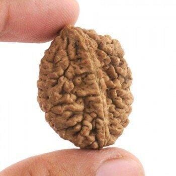 Customer photo review of South India Origin 2 Mukhi Rudraksha - 20mm to 24mm