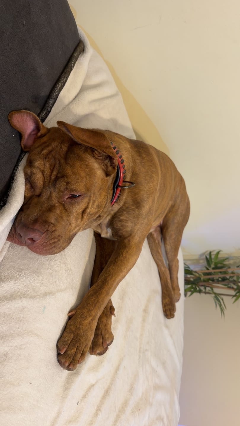 Customer photo review of Hand Made Leather Dog Collar - Ruthless Red & Black (Wide Fit)