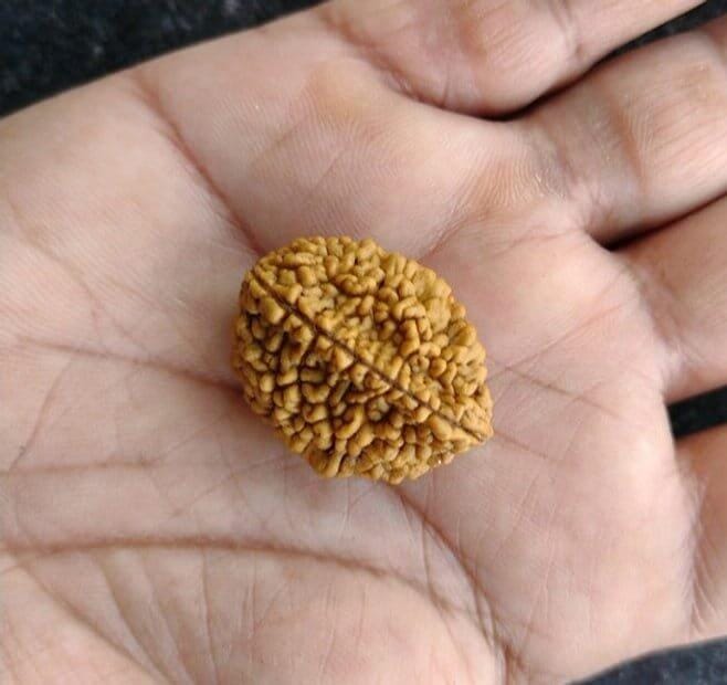 Customer photo review of South India Origin 2 Mukhi Rudraksha - 20mm to 24mm