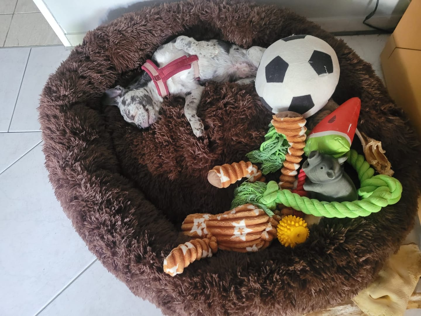 Customer photo review of Puppery Hundebett Wolke 7 - Das Original