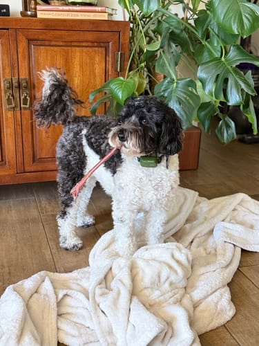 Customer's black and white curly-haired dog holding a 12 Inch Monster Bully Stick in its mouth.