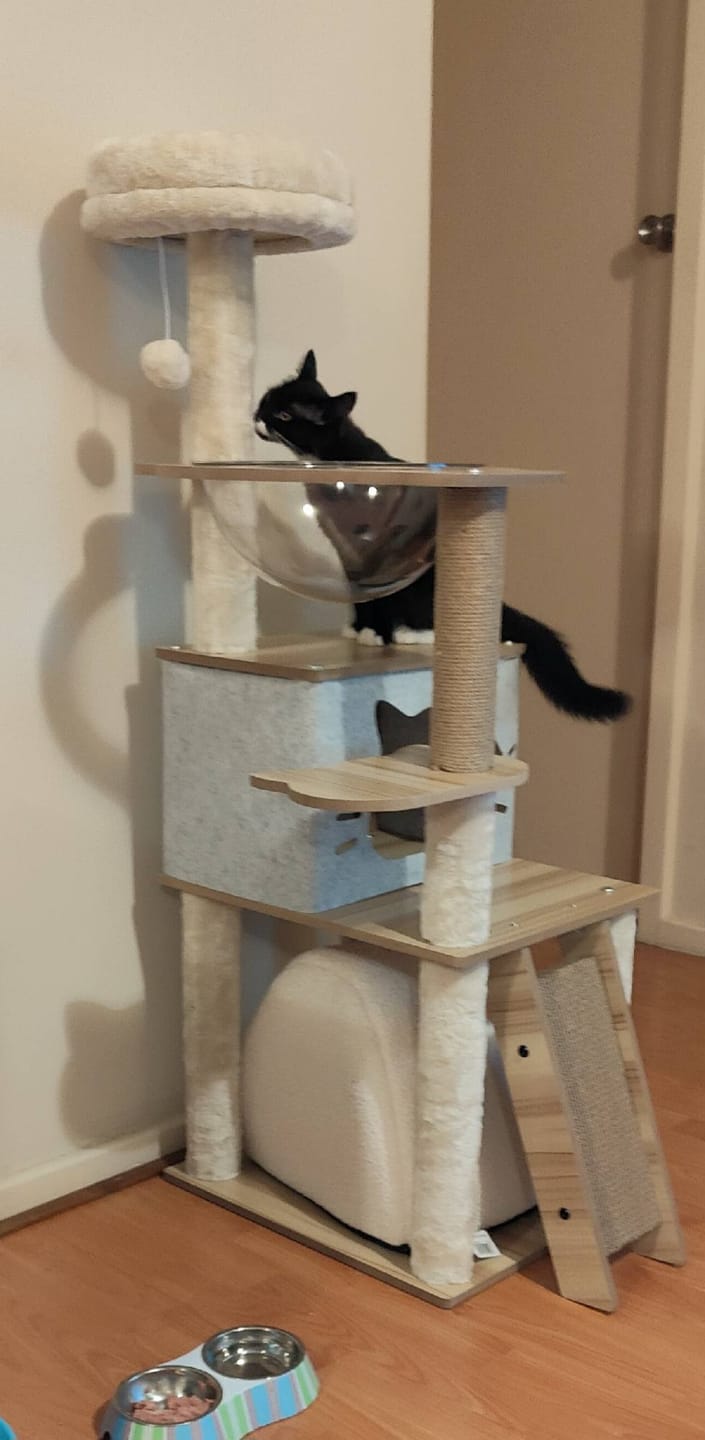 Customer photo review of Wooden Multi-level Cat Tree Tower 120cm
