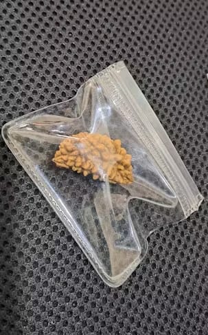 Customer photo review of South India Origin 1 Mukhi Rudraksha - 20mm to 26mm
