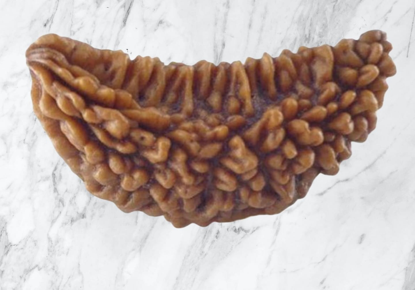 Customer photo review of South India Origin 1 Mukhi Rudraksha - 20mm to 26mm