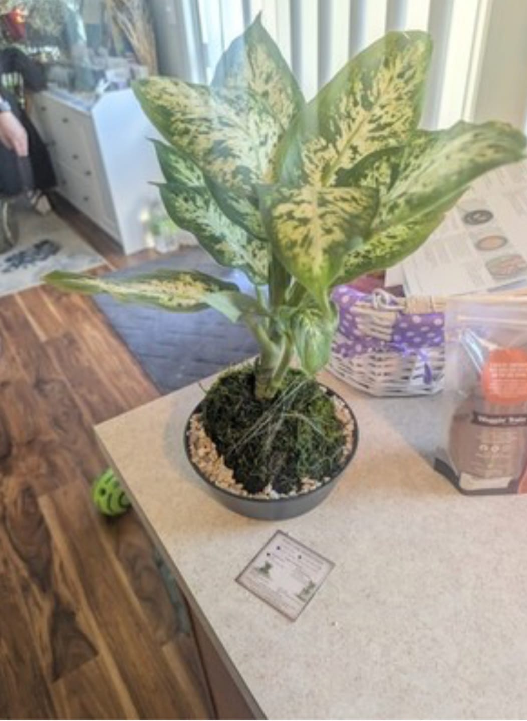 Customer photo review of MinaEarth Review