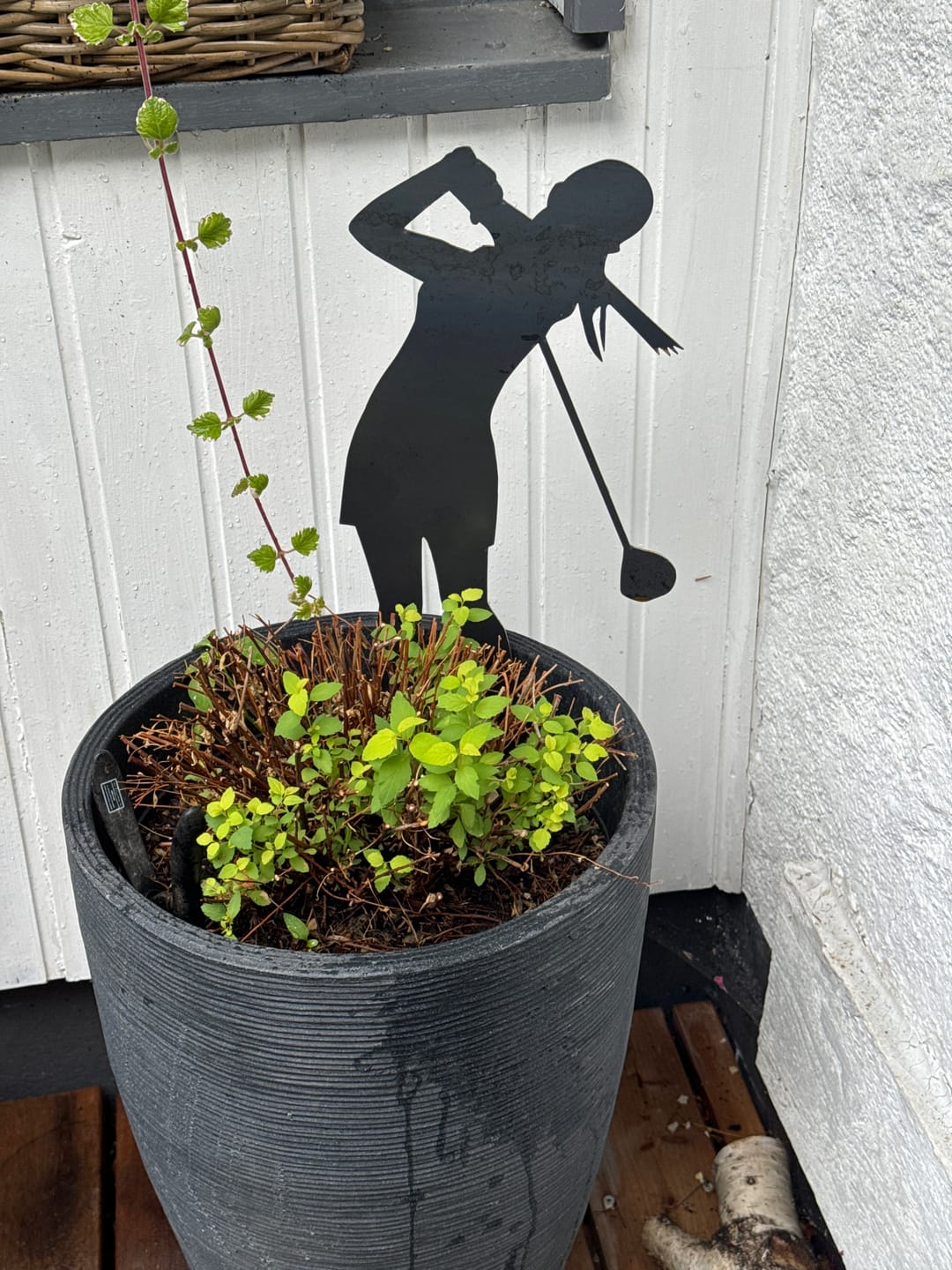 Customer photo review of Gartenstecker Golferin