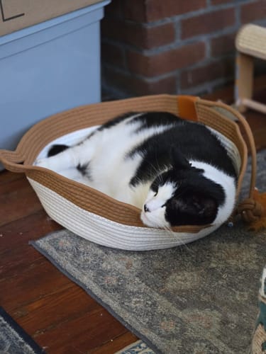 Customer photo review of Instinct Basket | Meet the first research-backed natural territory for indoor cats