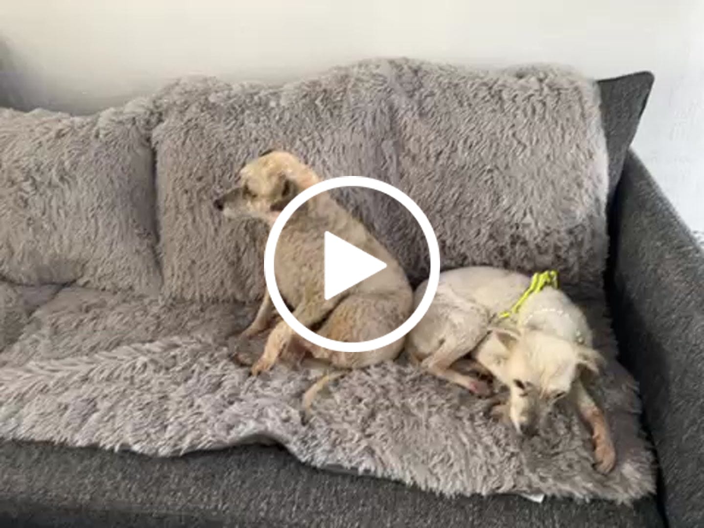 Customer video review of Cobija Impermeable para Perros