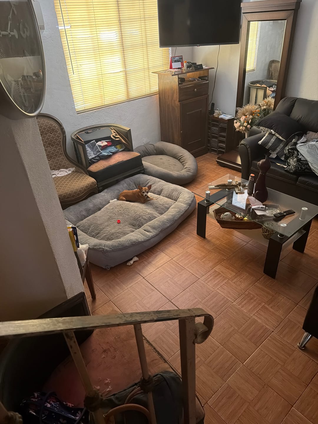 Customer photo review of Cama Sofá para Perros