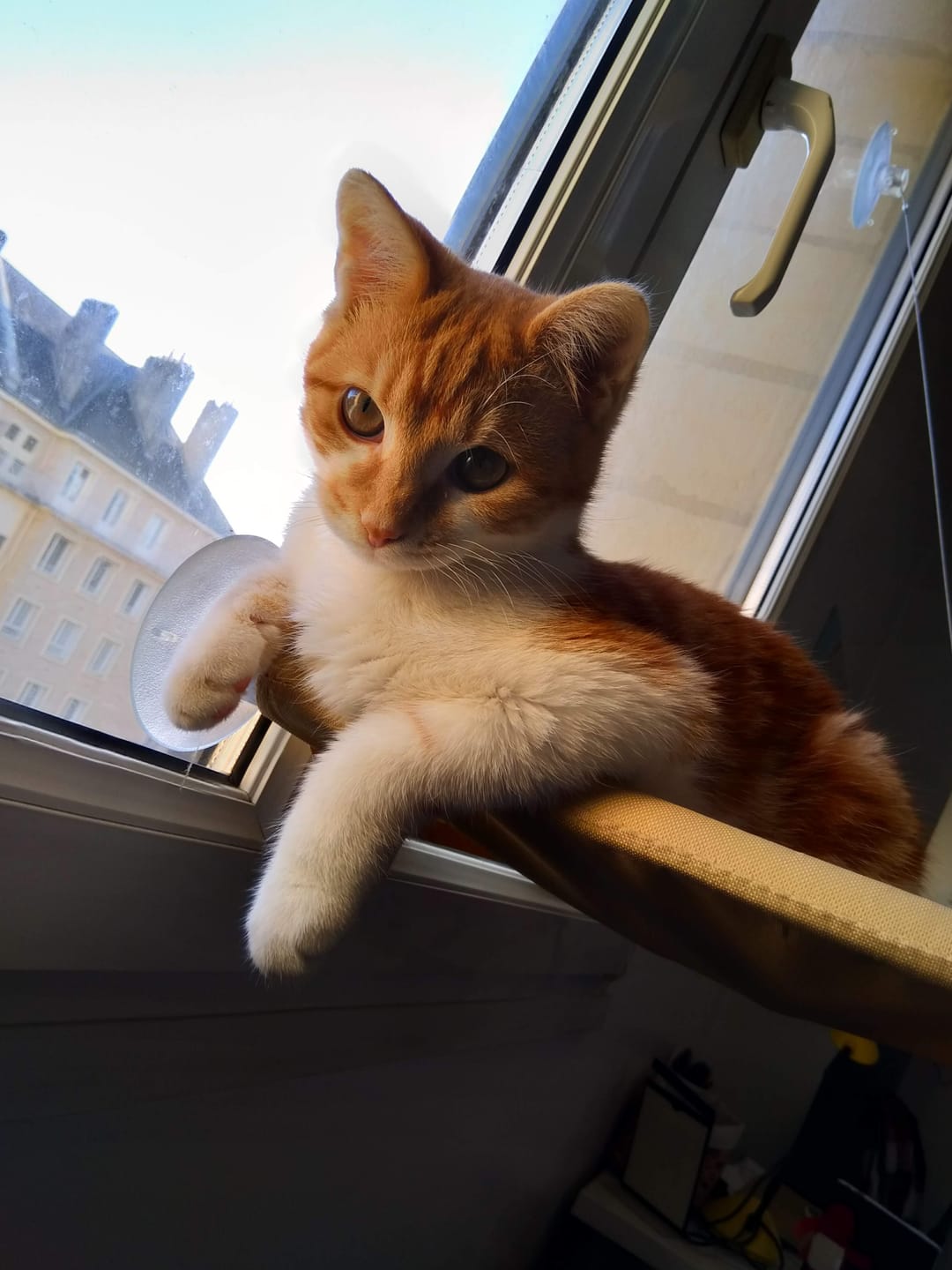Customer photo review of Croquettes riches en poissons blancs frais (Chat stérilisé)