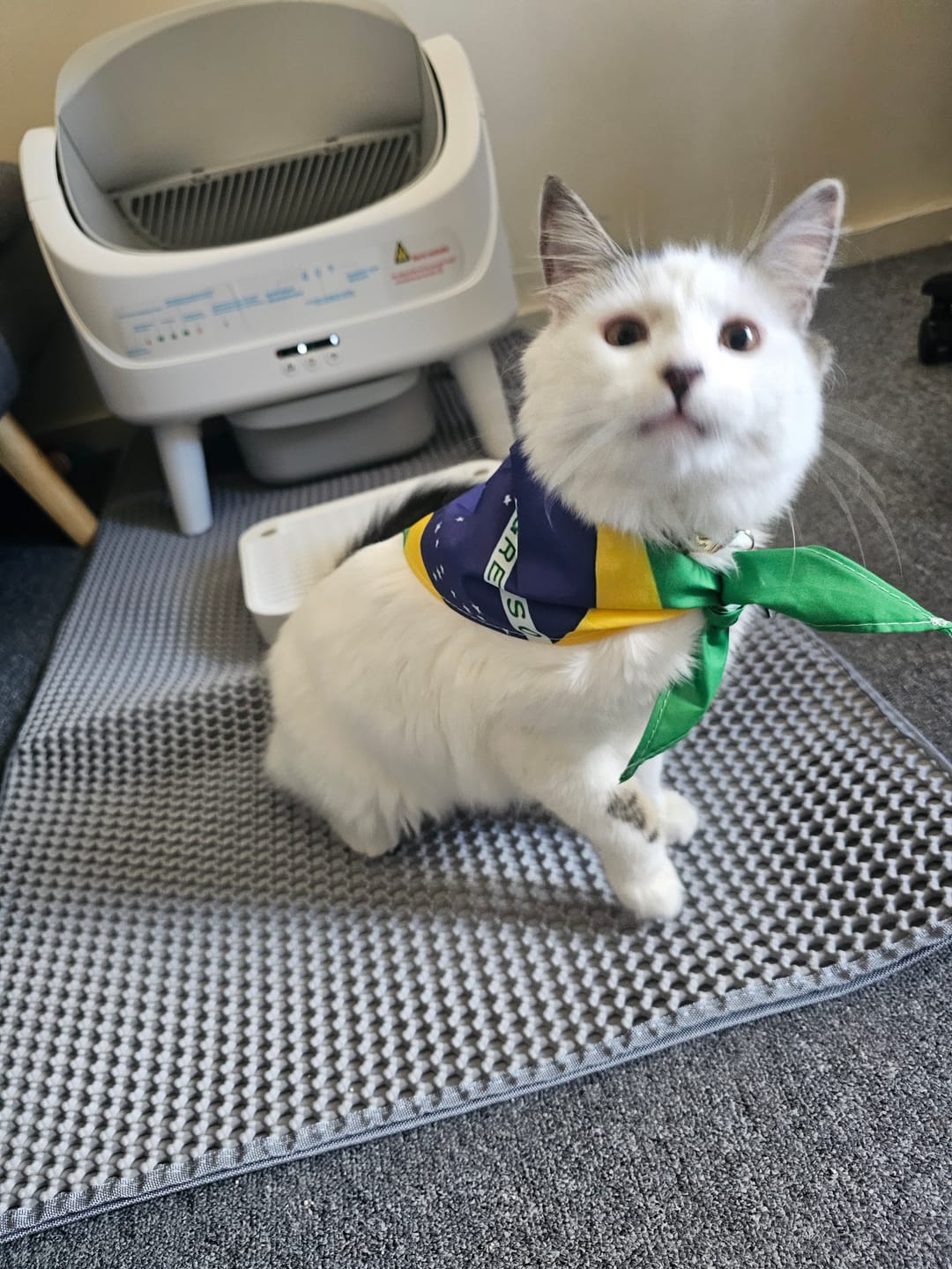 Customer photo review of Petbuds™ Open One 2026 Open-Top Self-Cleaning Litter Box