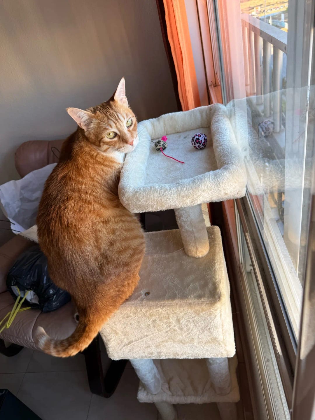 Customer photo review of La Résidence de Gatsby – Arbre à Chat Maine Coon avec Niche, Hamac et Perchoir Panoramique (113 cm)