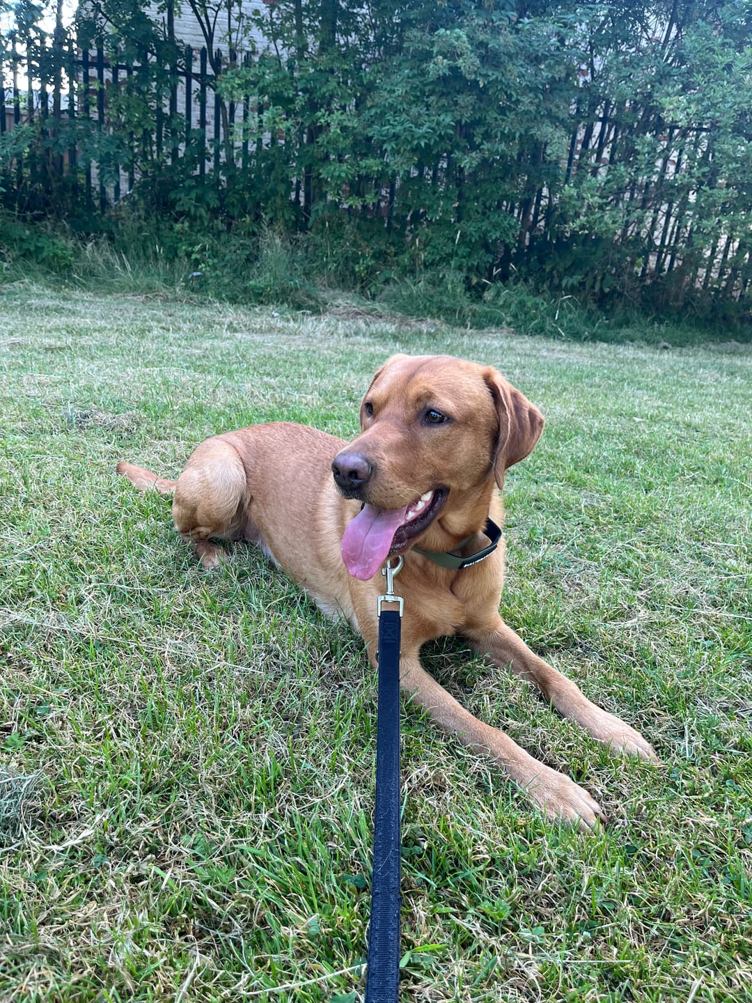 Customer photo review of 2.5cm Combat® Collar | With Handle & Secure Clip - Khaki