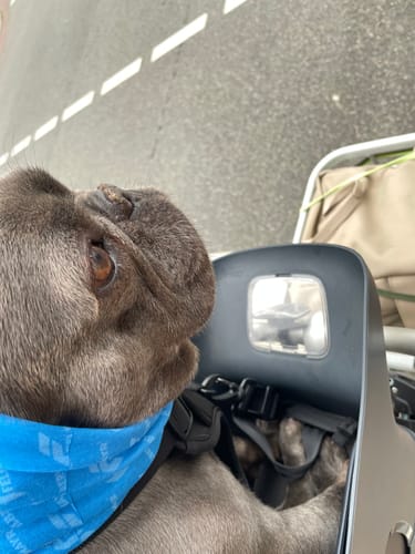 Close-up of a customer's relaxed grey dog wearing a blue bandana while sitting in the Kvisp Dog Bike Carrier.