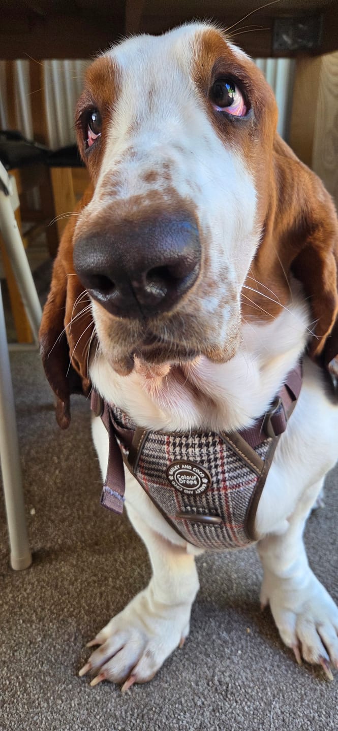 Customer photo review of Dog Lead 5ft - Colour Drops - Heritage Plaid
