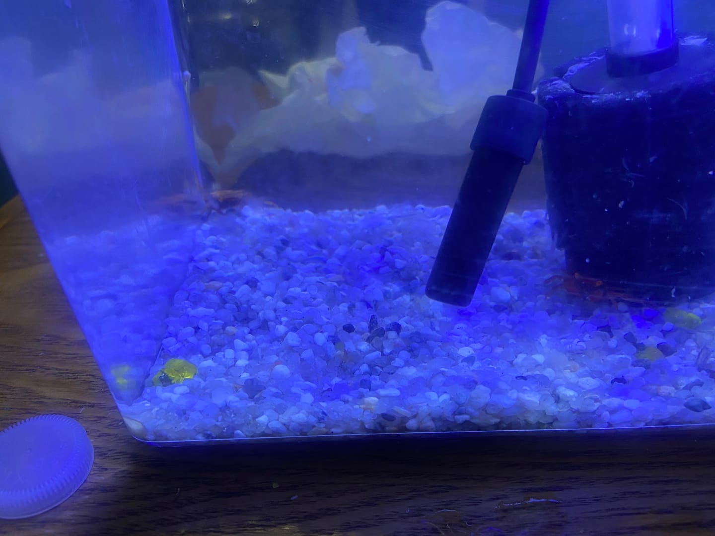 Customer photo review of Tomato Vampire Crab (Geosesarma “Red Ruby”)