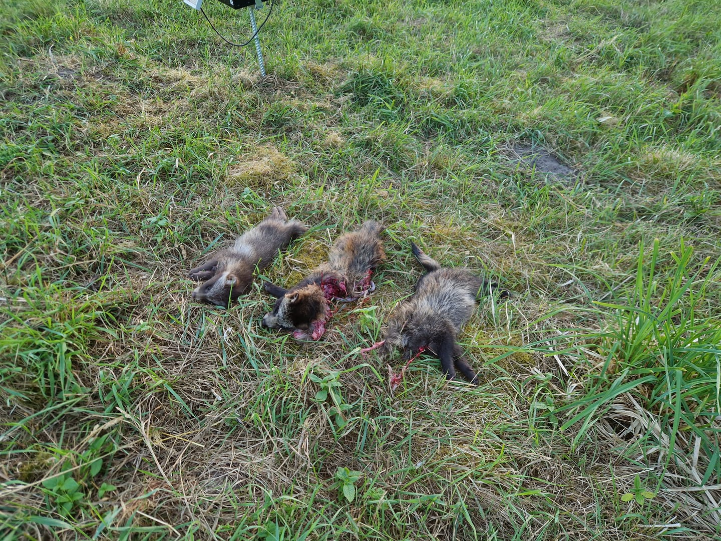 Customer photo review of Coonfeeder