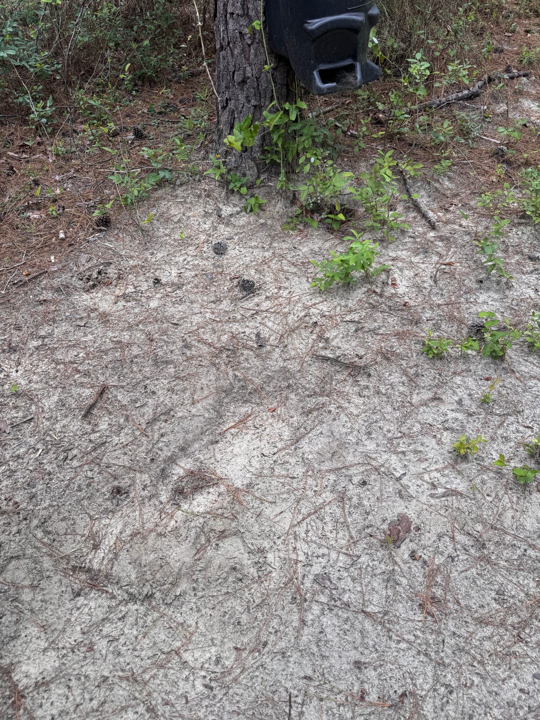 Customer photo review of Antler IV Mineral Attractant