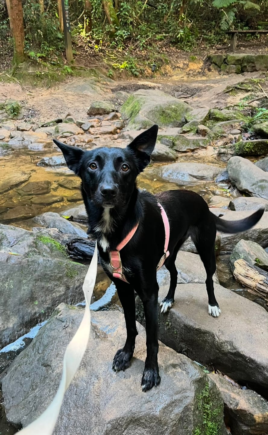 Customer photo review of Hemp & Organic Cotton Dog Collar ~ Pale Pink