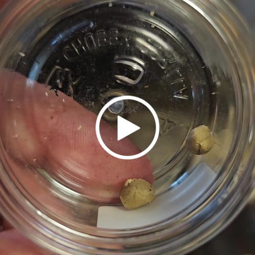 Customer video review of Static 45% THCA