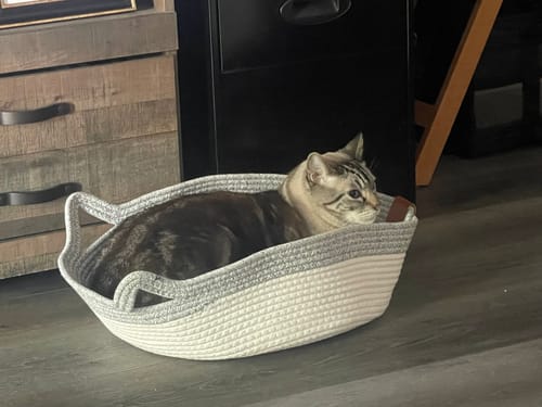 Customer photo review of Instinct Basket | Meet the first research-backed natural territory for indoor cats