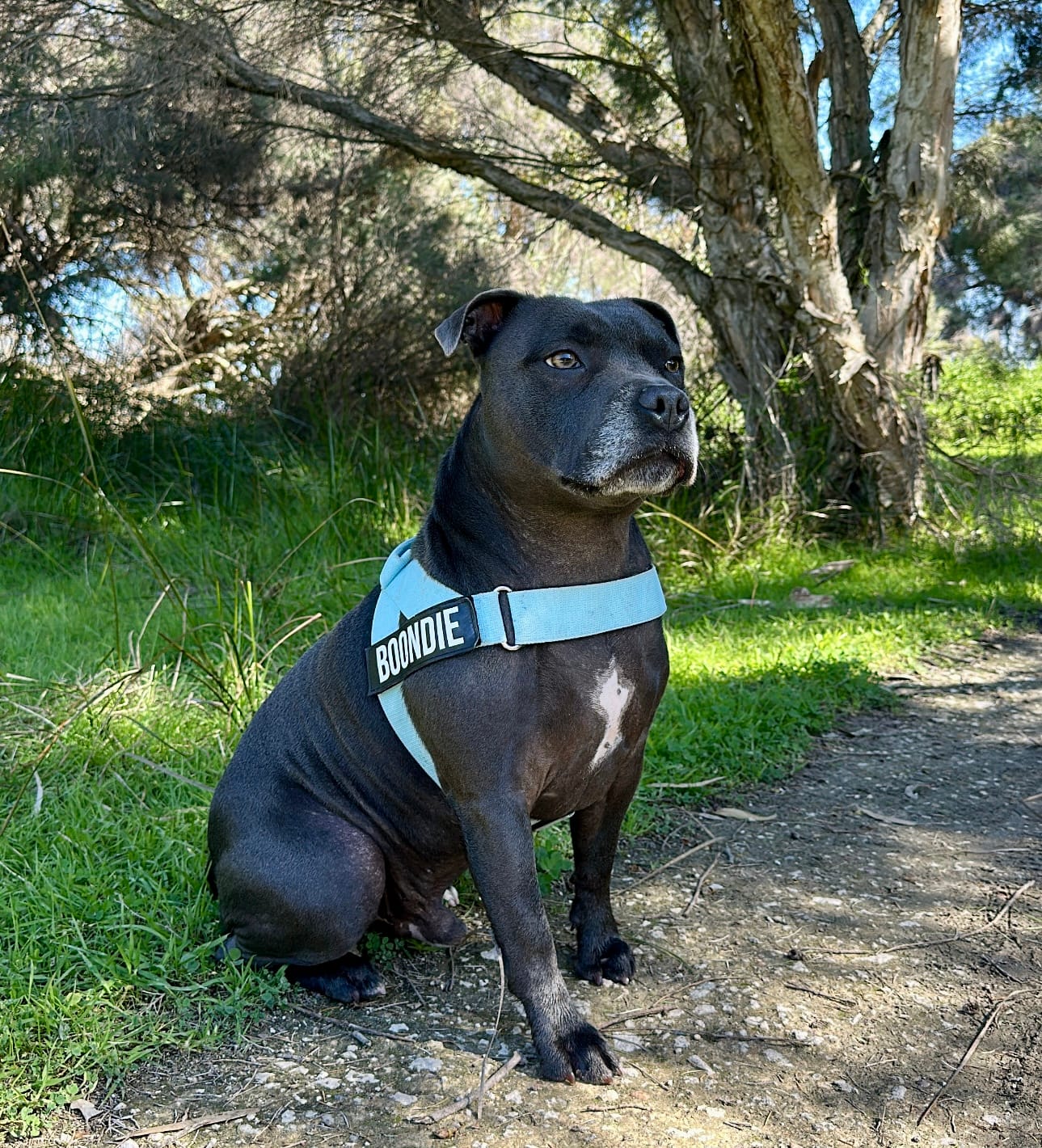 Customer photo review of Digestive K9 Powder
