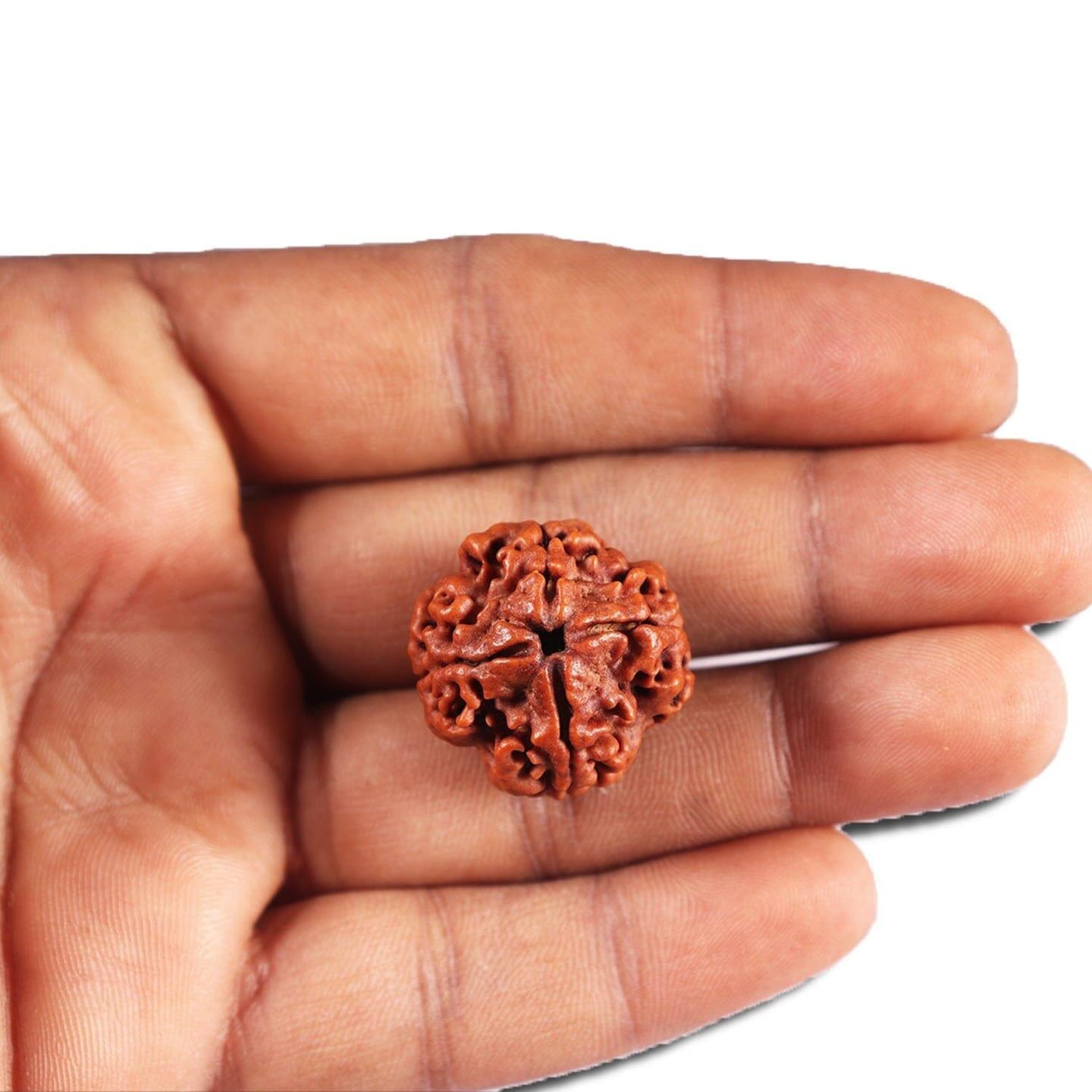 Customer photo review of Nepal Origin 4 Mukhi Rudraksha - 17mm to 22mm