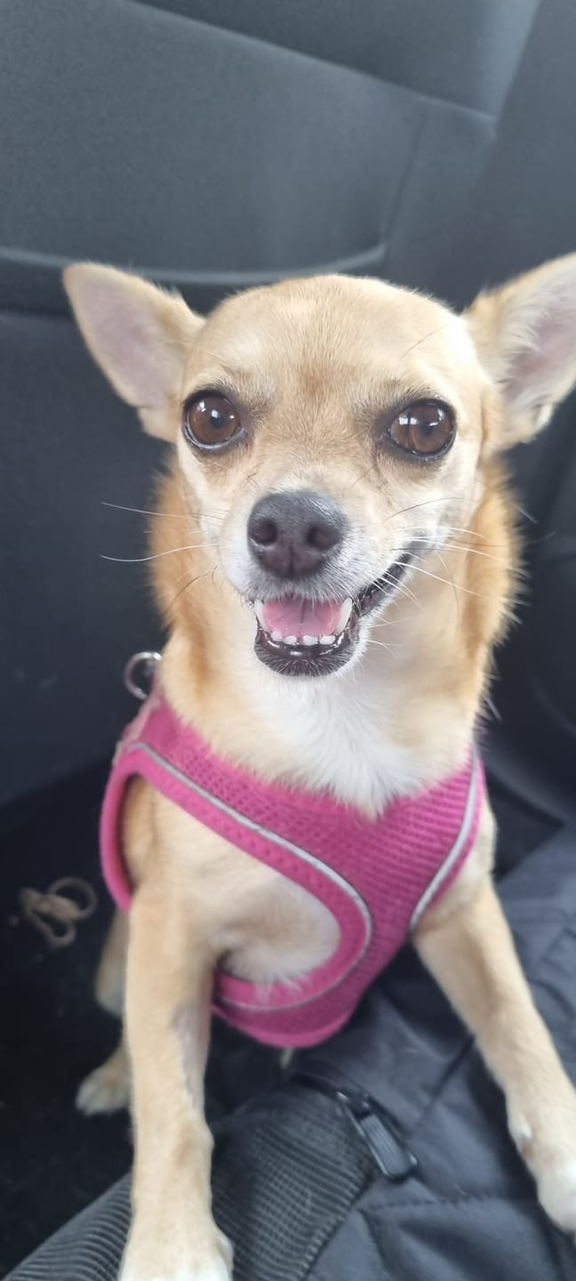 Customer photo review of Petsmile Professional Pet Toothpaste (Rotisserie Chicken Flavour)