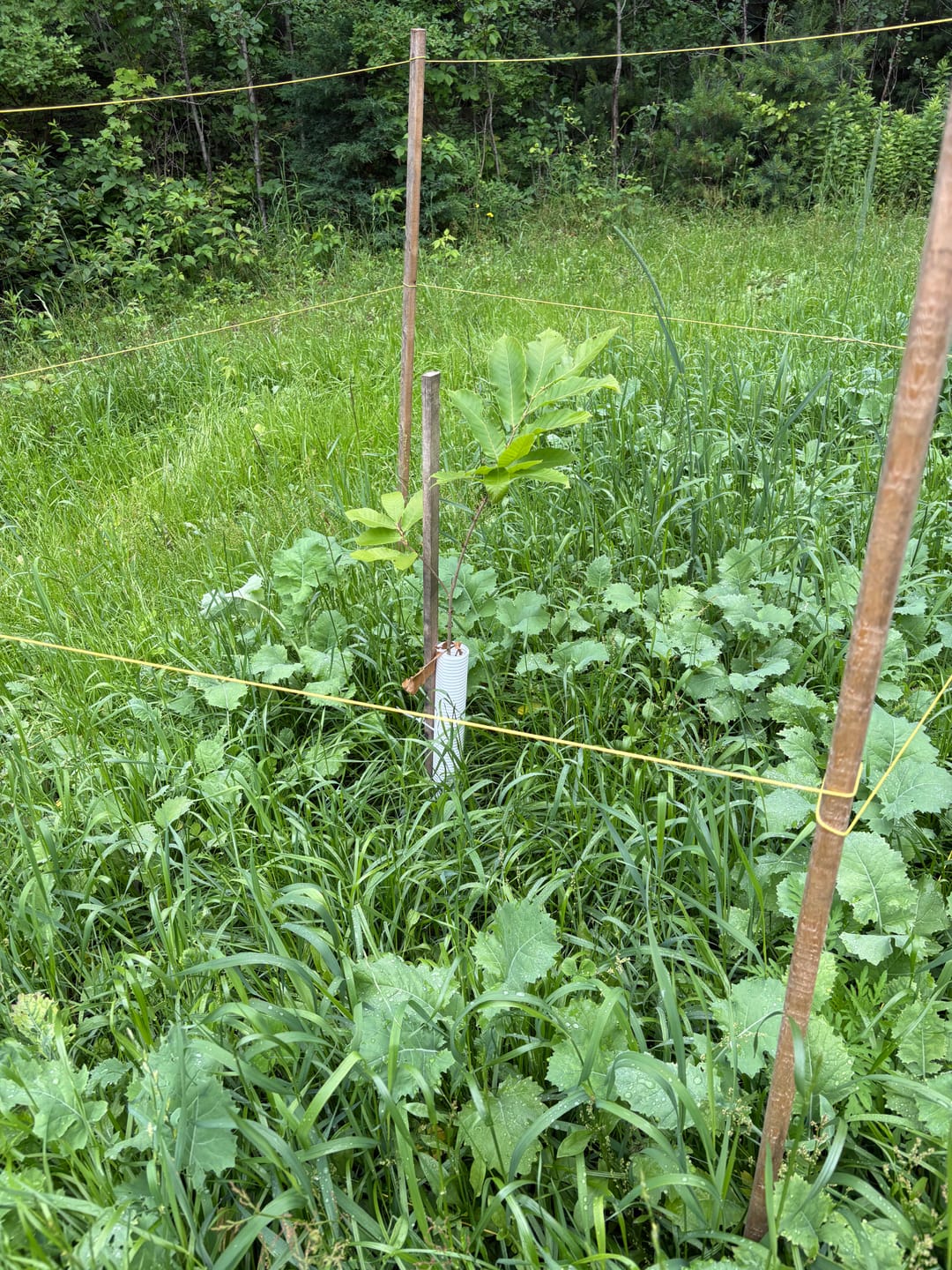 Customer photo review of Hybrid Chestnut