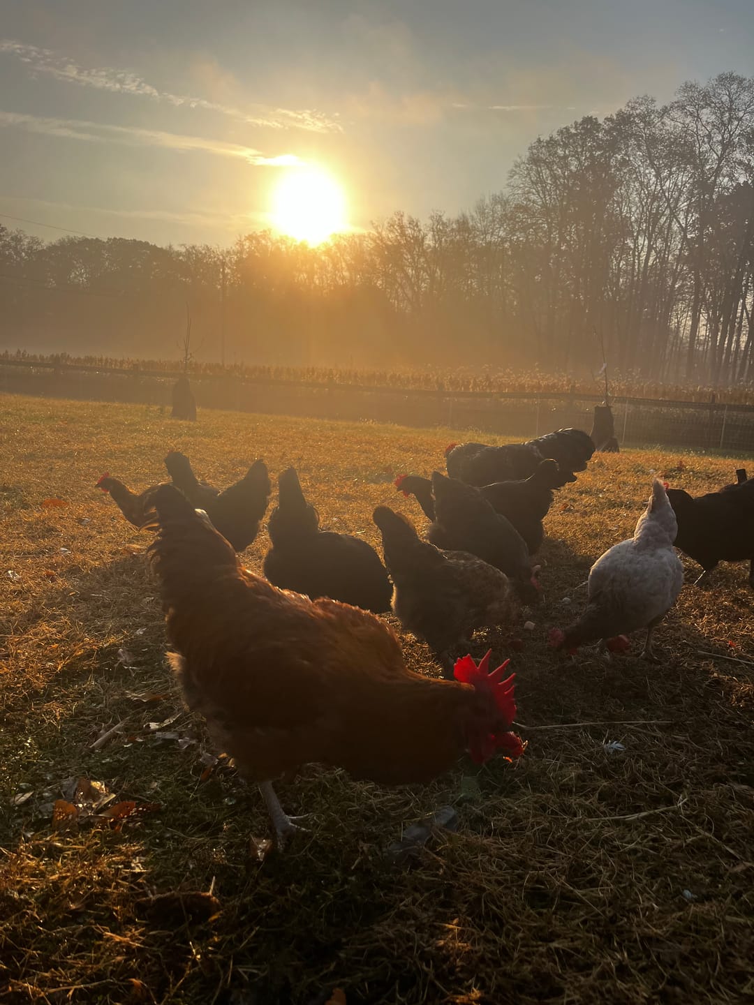 Customer photo review of GrubTerra Dried Black Soldier Fly Larvae - The Safest Treat For Your Flock